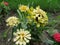 Yellow vibrant dahlia flowers in the garden