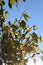 yellow vine autumn leaves in low sun on a blue sky day