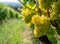 Yellow Vine with grapes background