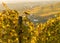 Yellow vine leaves in a vineyard in the sunlight