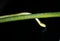 Yellow vine snake on branch, flickering tongue. Night.