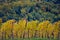 The yellow vines in the fall, Alsace, France