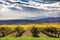 Yellow Vines Grapes Fall Vineyards Red Mountain Benton City Washington