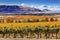 Yellow Vines Grapes Fall Vineyards Red Mountain Benton City Washington