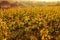 Yellow vineyard