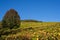 Yellow vineyard and a tree