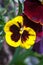 Yellow vinous pansy flowers Viola tricolor