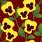 Yellow Viola Garden Pansy Flower on Red Background. Vector Illustration