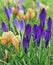 Yellow and violet crocuses or Crocus chrysanthus blooming in early spring in Riga city park.