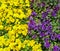 Yellow and violet pansies, flowerbed, isolated