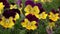 A yellow violet pansy garden plants