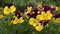 A yellow violet pansy garden plants