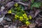 Yellow violet Viola pubescens, Adirondack Forest Preserve, New York