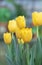 Yellow vivid fresh tulips flowerscape background, selective focus