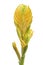 Yellow Vriesea Bromeliad, inflorescence closeup isolated