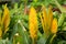 Yellow Vriesea `Stream ` growning