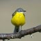 Yellow wagtail