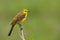 Yellow wagtail