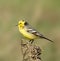 Yellow wagtail