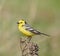 Yellow wagtail.