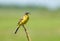 Yellow wagtail