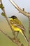 Yellow Wagtail Motacilla flava