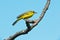 Yellow Wagtail, Motacilla flava