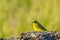 The yellow wagtail, Motacilla flava, is sitting on sandy seaweed on the shore of the Baltic Sea