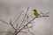 Yellow wagtail Motacilla flava surrounded by branches