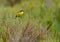 Yellow Wagtail perched on bush