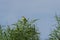 Yellow wagtail sitting on branches opening its beak