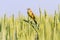 Yellow wagtail sitting on ears of wheat