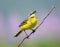 yellow Wagtail sitting on a meadow on a branch with insect