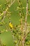 Yellow wagtail sitting in a tree