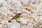 Yellow wagtail warble