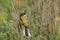 Yellow wagtail warble