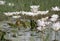 Yellow wagtail with water lillies pond