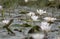 Yellow wagtail with water lillies pond