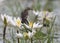 Yellow wagtail with water lillies pond