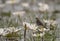 Yellow wagtail with water lillies pond