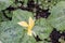 Yellow wakerobin Trillium luteum, flowering plant