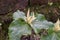 Yellow wakerobin Trillium luteum, flowering plants