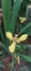 The yellow walking iris flower named Trimezia Steyermarkii grows well on the mountain