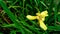 yellow walking iris flower or Trimezia steyermarkii