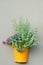 Yellow Wall Planter Flowerpot, Green Fresh Pineapple Mint Foliage Pot, Pink Flowering Pelargonium Flowers, Colorful Geraniums