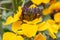 Yellow wallflower, Erysimum cheiri, close-up flowers and buds