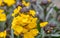 Yellow wallflower, Erysimum cheiri â€˜Goldstaubâ€™, flowers and buds