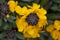 Yellow wallflower, Erysimum cheiri â€˜Goldstaubâ€™, flowers and buds topview