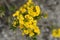 Yellow Wallflower Tom Thumb