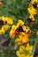 Yellow Wallflower Tom Thumb